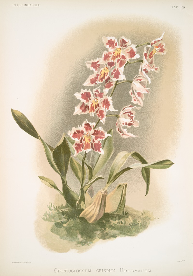 Frederick Sander - Odontoglossum crispum Hrubyanum.