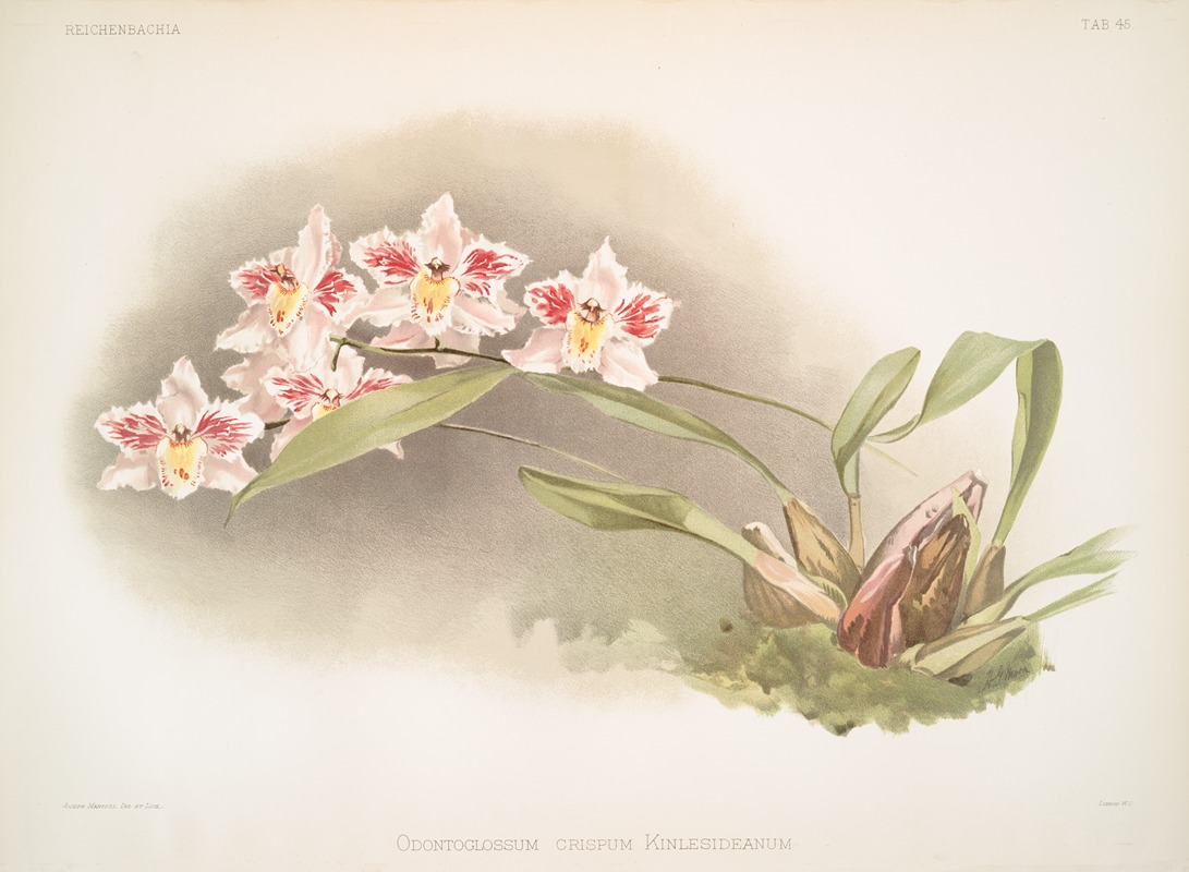 Frederick Sander - Odontoglossum crispum Kinlesideanum.