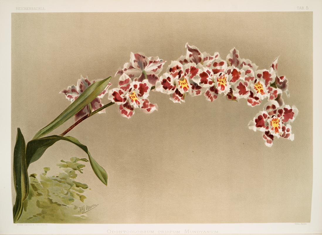 Frederick Sander - Odontoglossum crispum mundyanum.