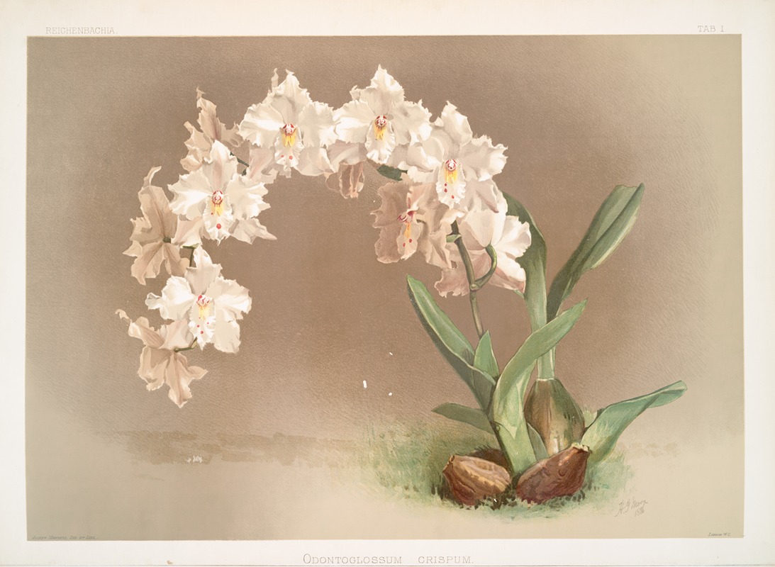 Frederick Sander - Odontoglossum crispum.