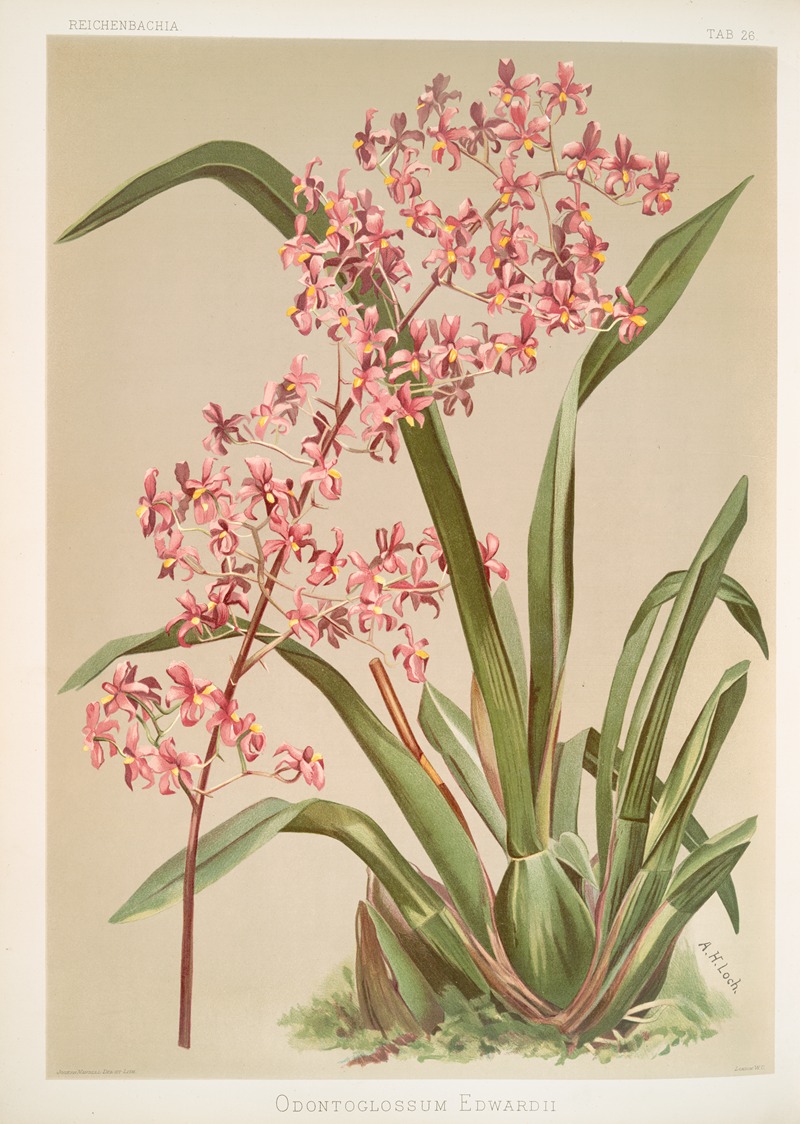 Frederick Sander - Odontoglossum edwardii.