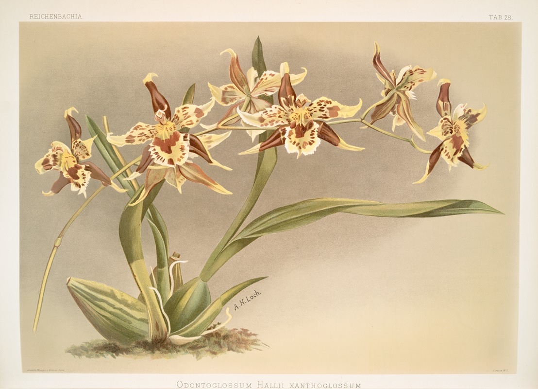 Frederick Sander - Odontoglossum Hallii xanthoglossum.