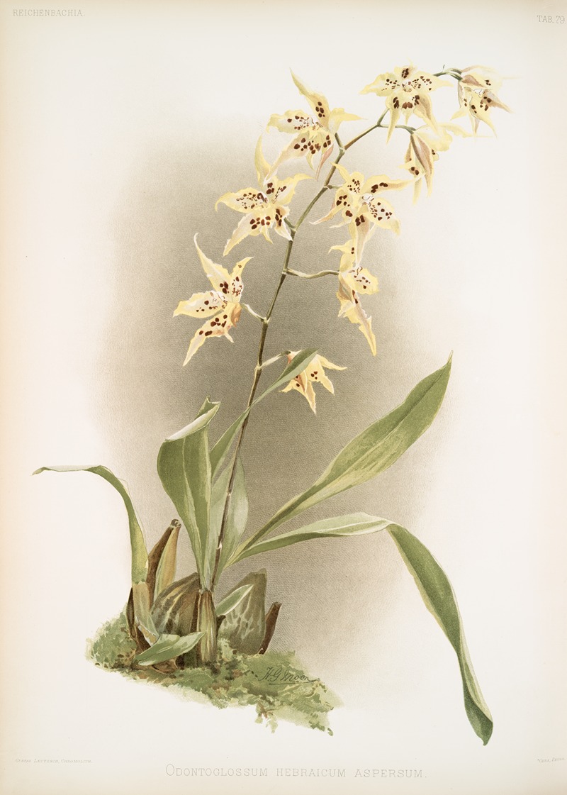 Frederick Sander - Odontoglossum hebraicum aspersum.