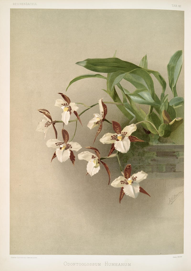 Frederick Sander - Odontoglossum humeanum.