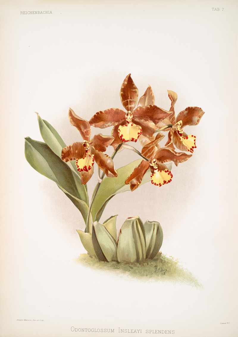 Frederick Sander - Odontoglossum insleayi splendens.