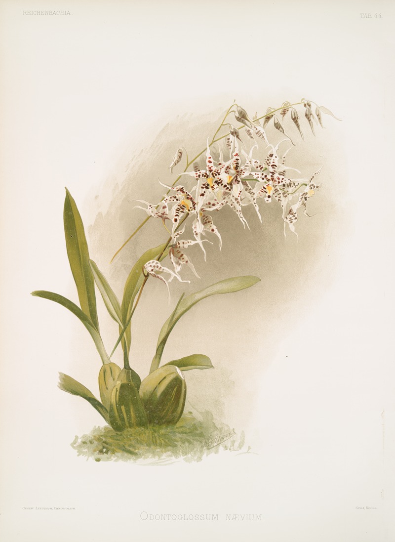 Frederick Sander - Odontoglossum nævium.