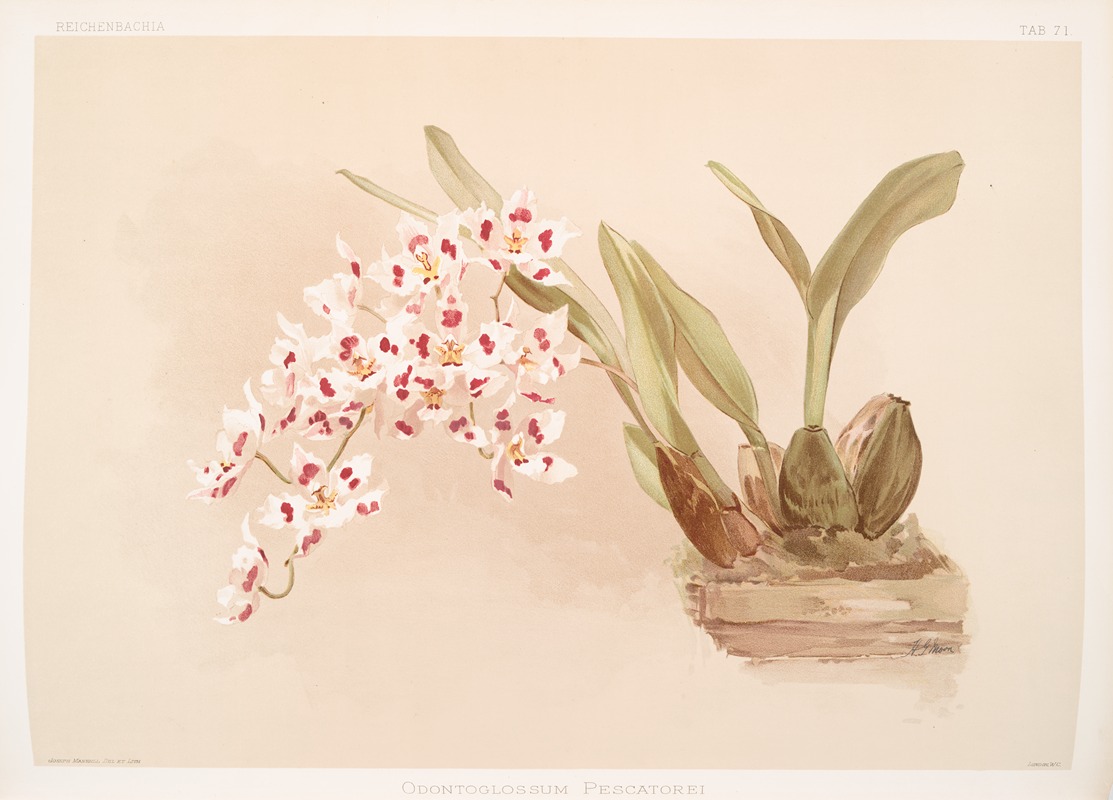 Frederick Sander - Odontoglossum pescatorei.