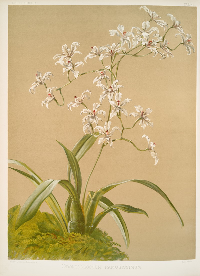 Frederick Sander - Odontoglossum ramosissimum.