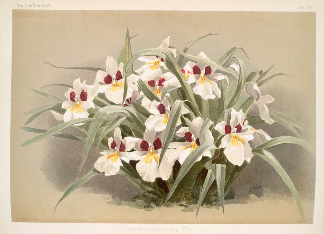 Frederick Sander - Odontoglossum roezlii.