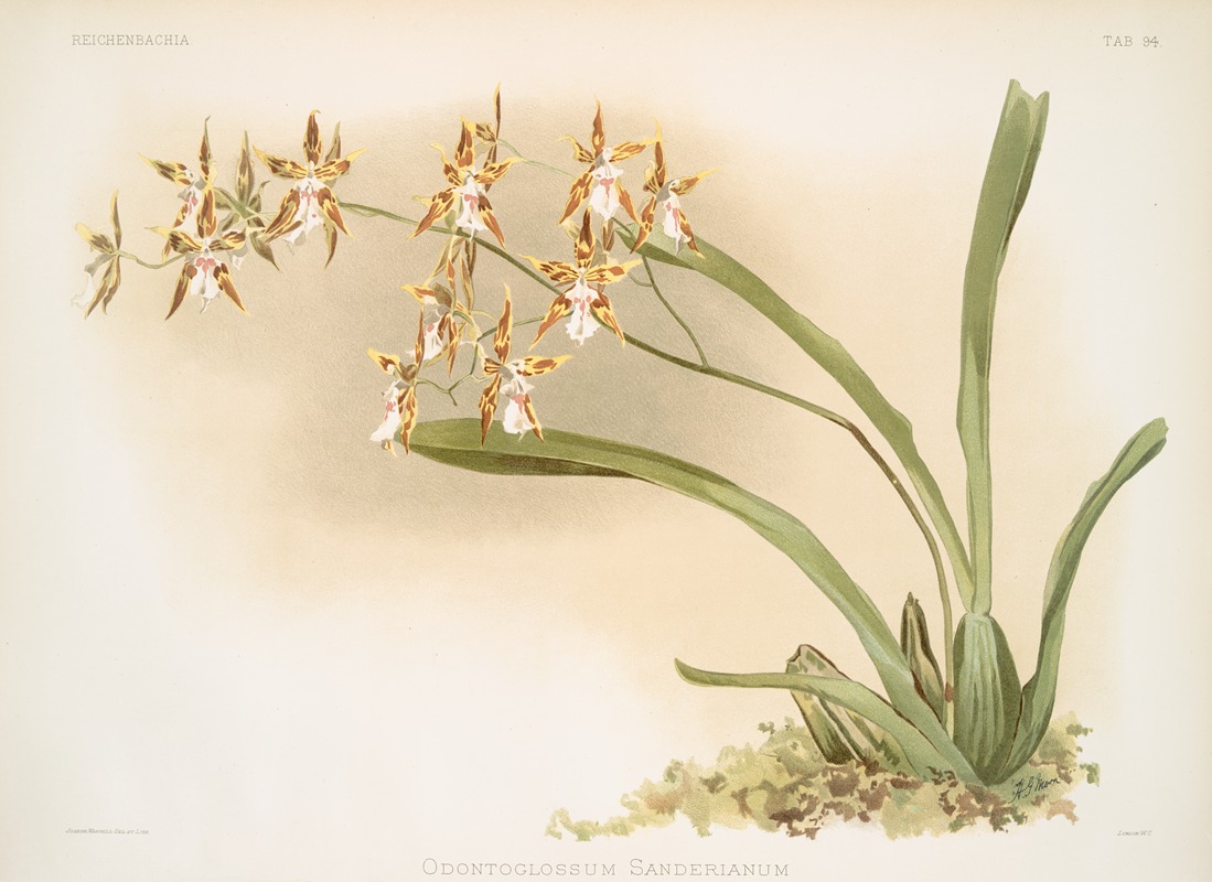 Frederick Sander - Odontoglossum sanderianum.