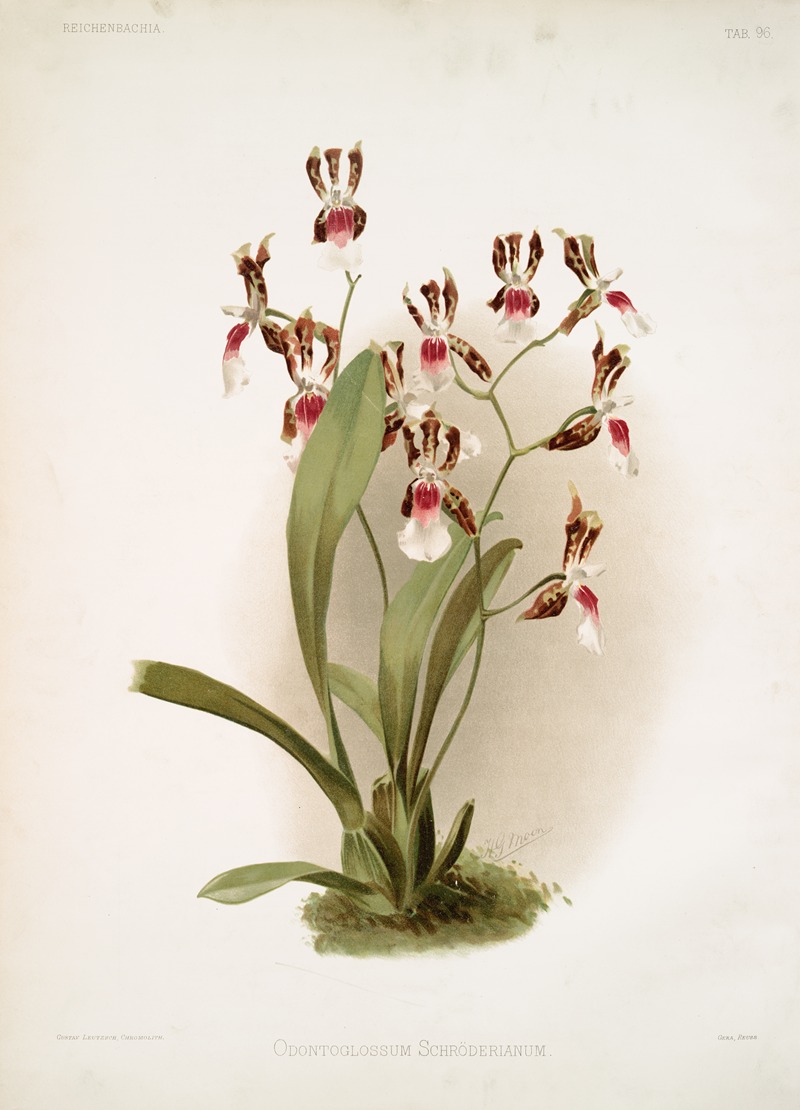 Frederick Sander - Odontoglossum schröderianum.