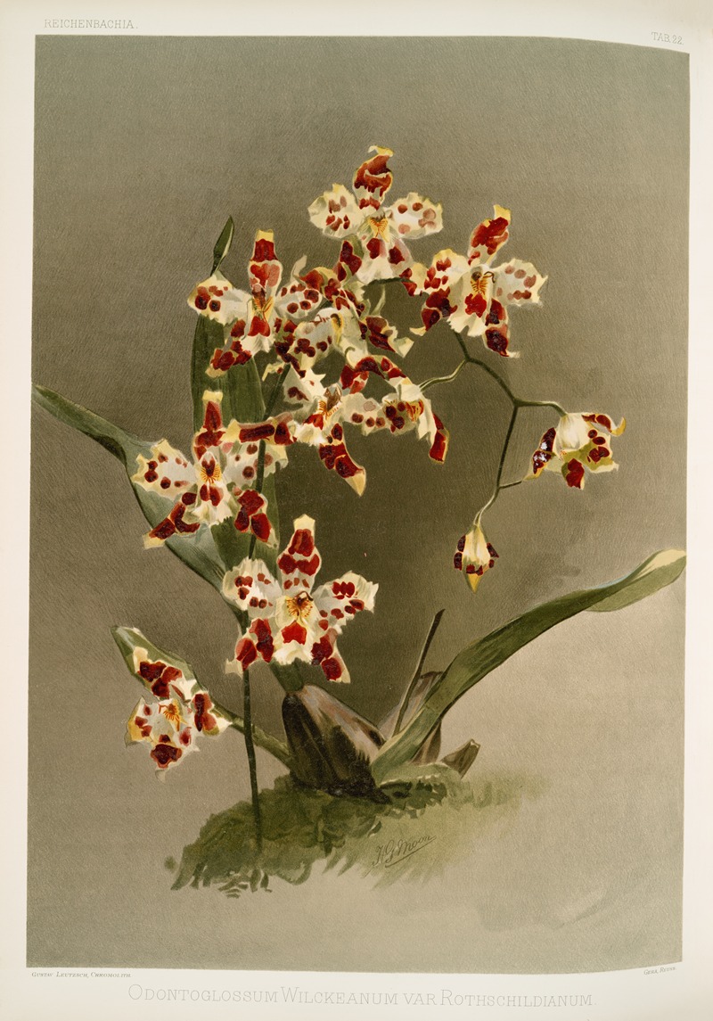 Frederick Sander - Odontoglossum wilckeanum var rothschildianum.