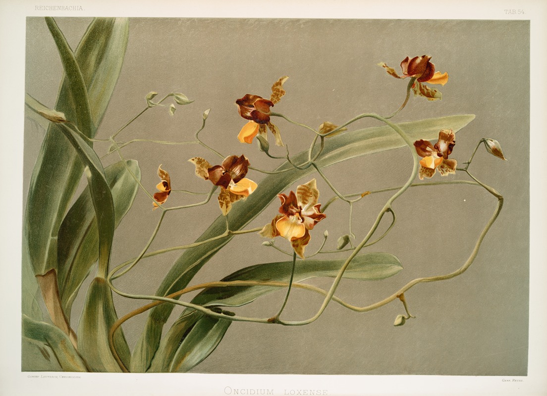 Frederick Sander - Oncidium loxense.
