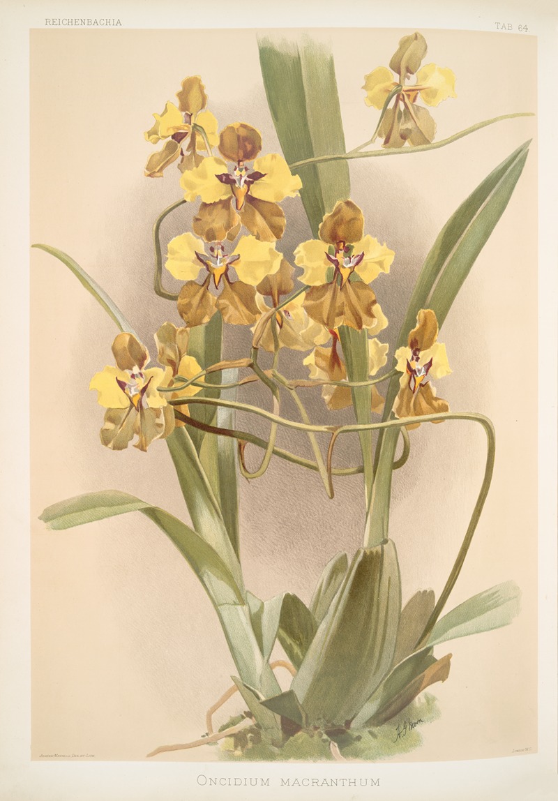Frederick Sander - Oncidium macranthum