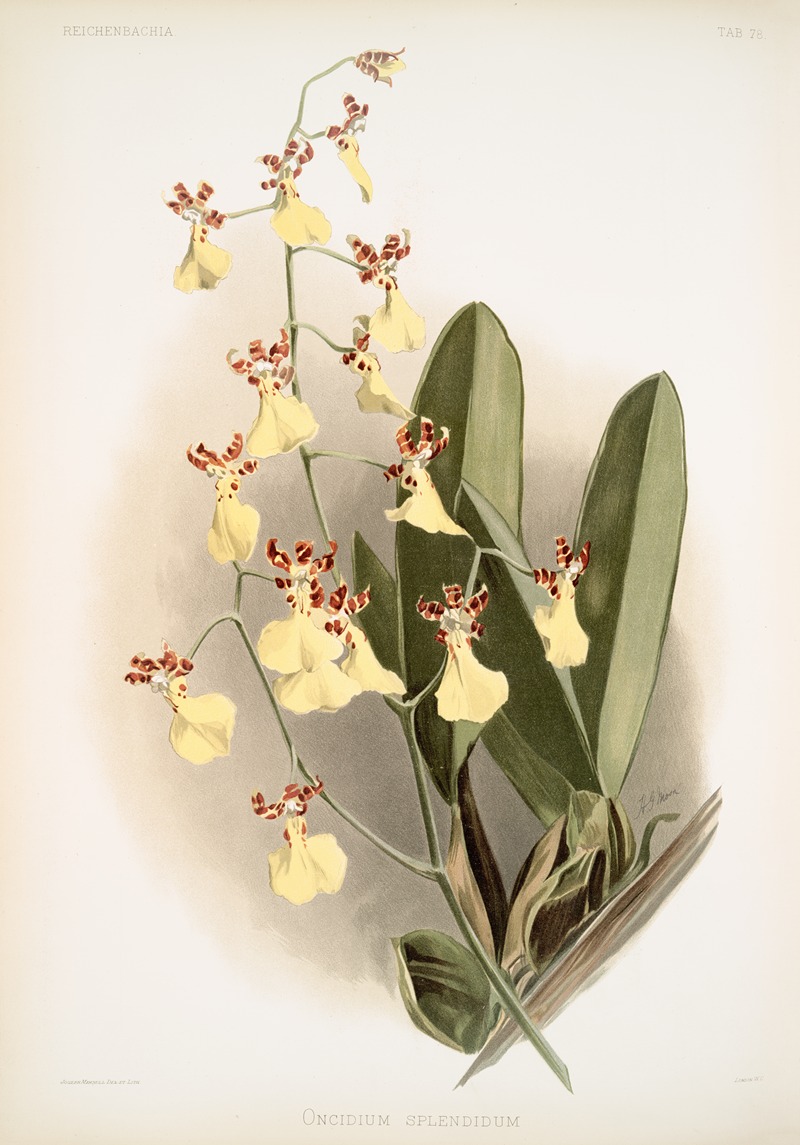 Frederick Sander - Oncidium splendidum.
