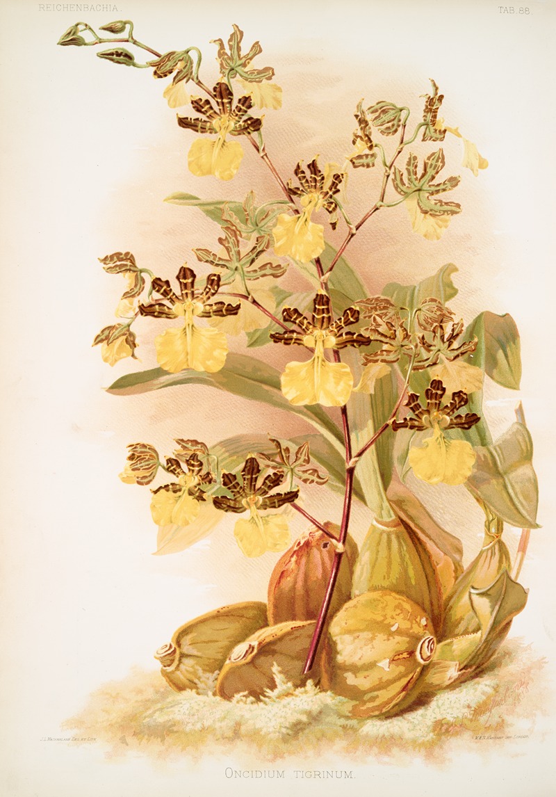 Frederick Sander - Oncidium tigrinum.