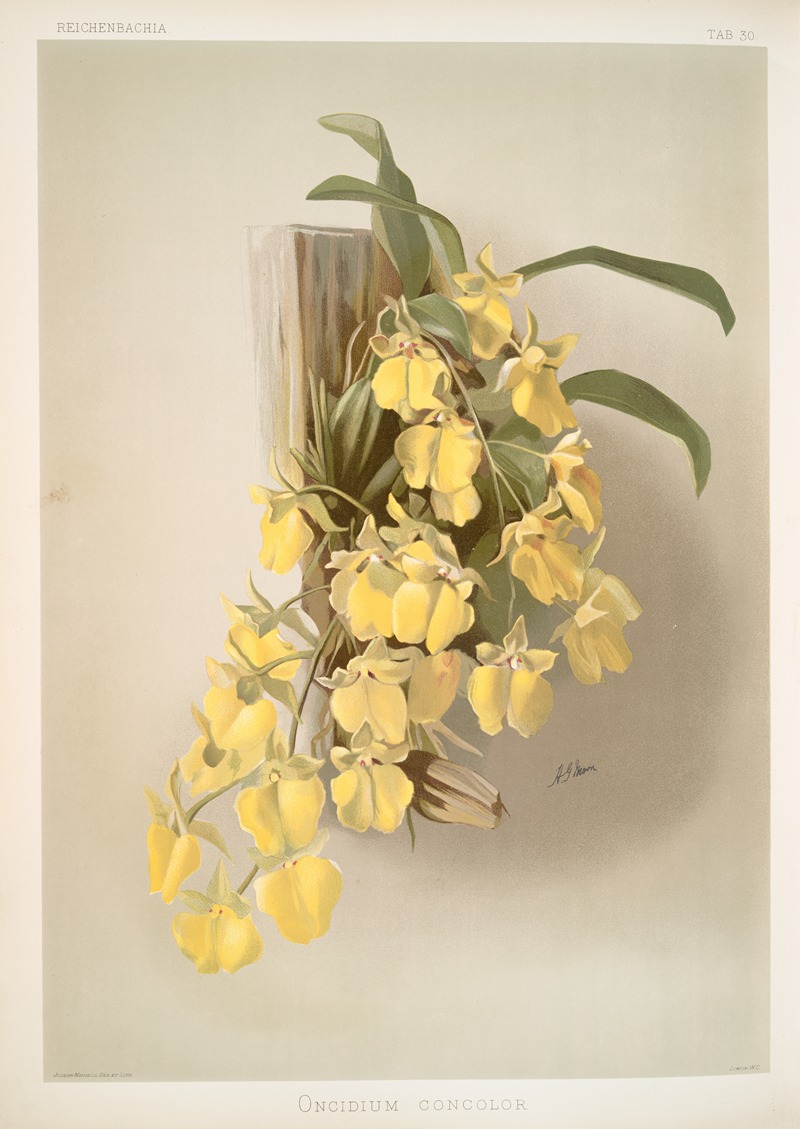 Frederick Sander - Onicidium concolor.
