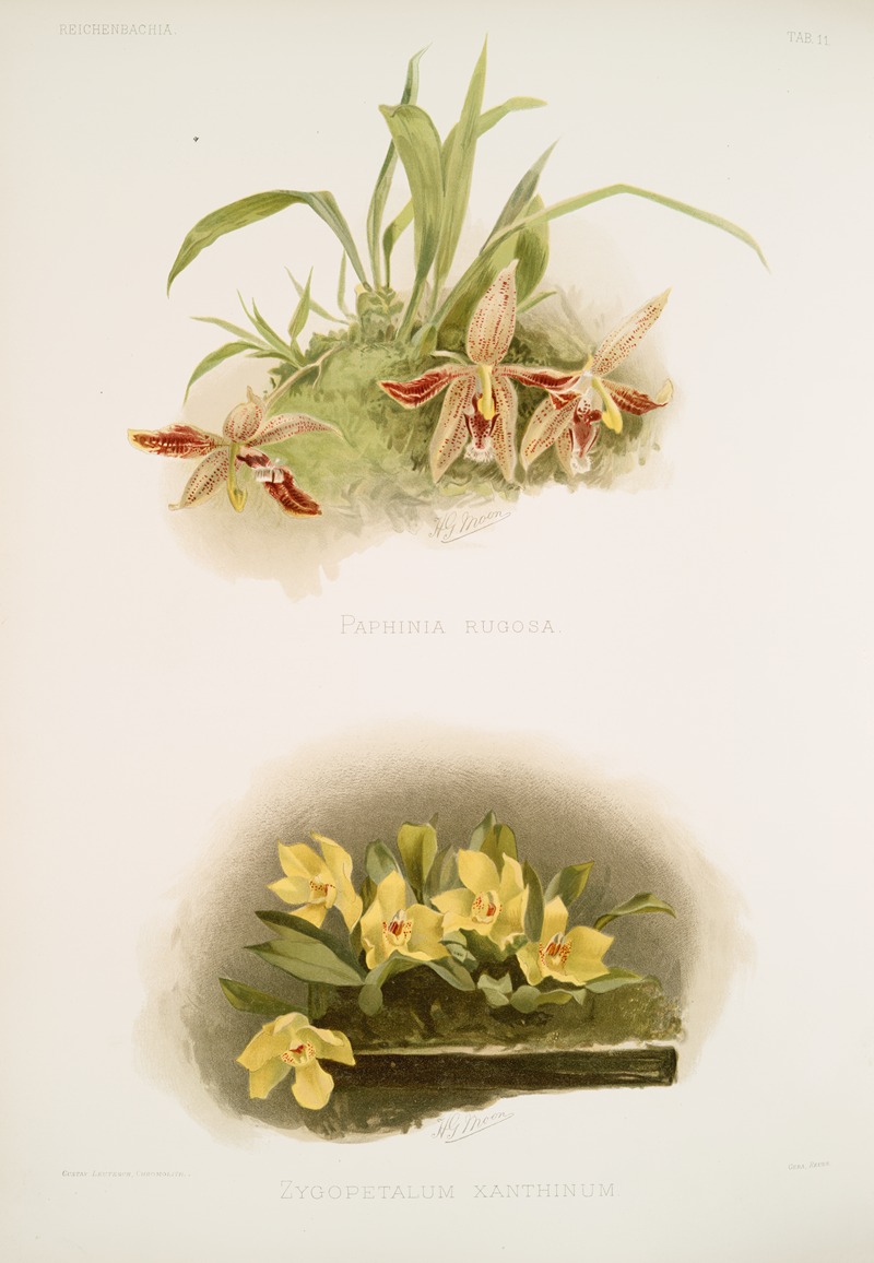 Frederick Sander - Paphinia rugosa; Zygopetalum xanthinum.