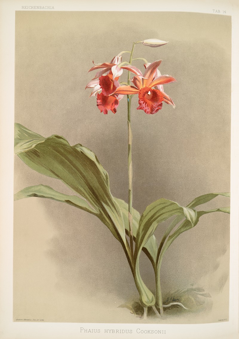 Frederick Sander - Phaius hybridus cooksonii.