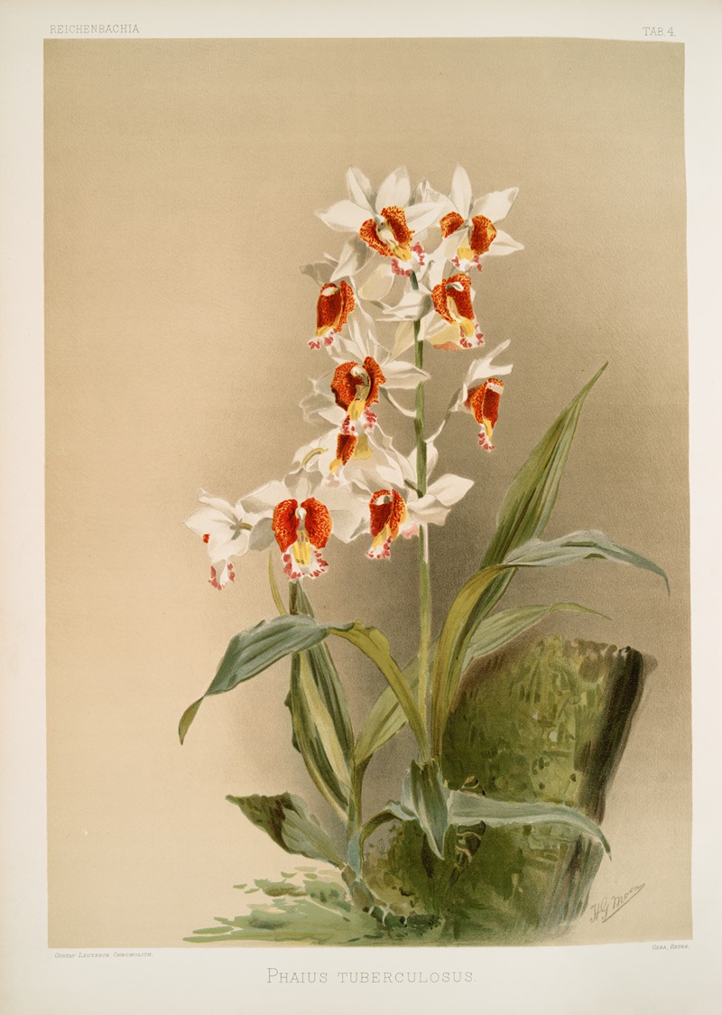 Frederick Sander - Phaius tuberculosus.