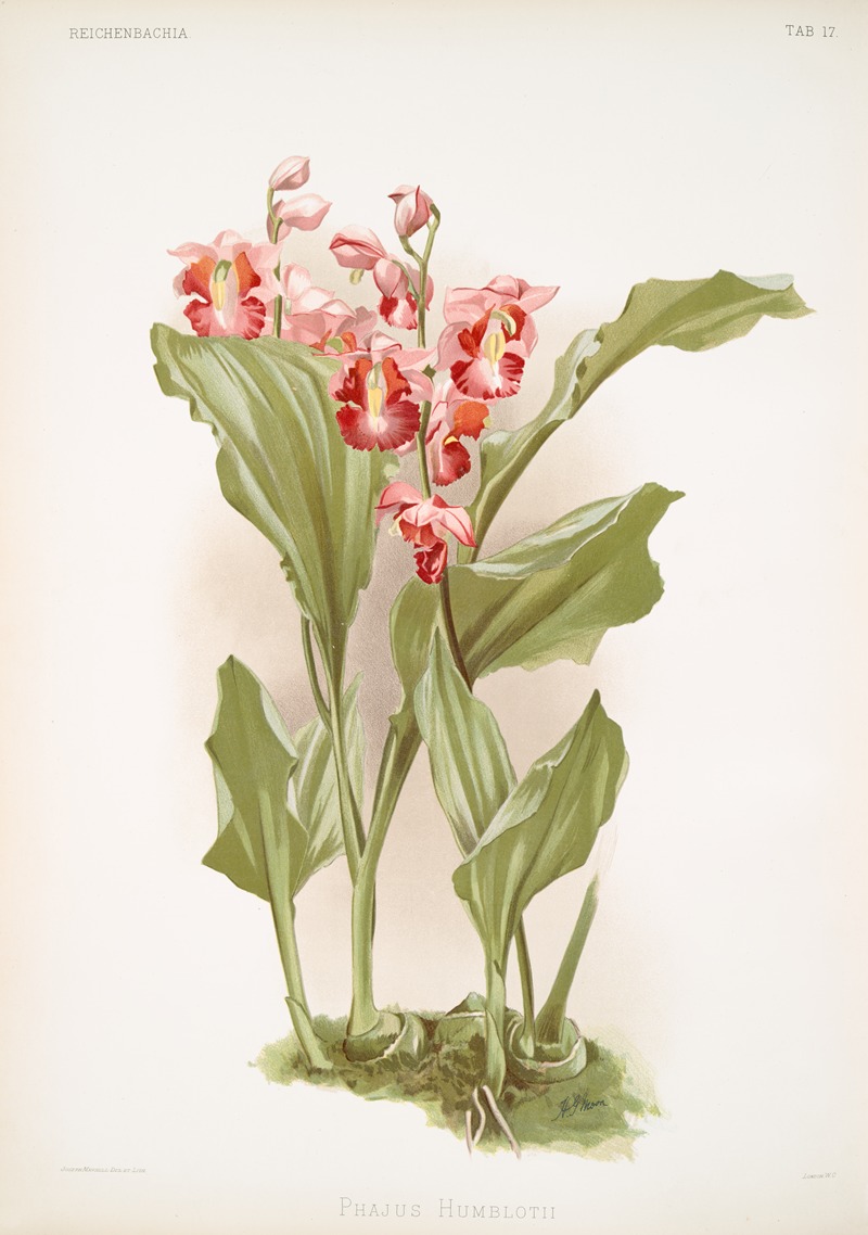 Frederick Sander - Phajus humblotii.