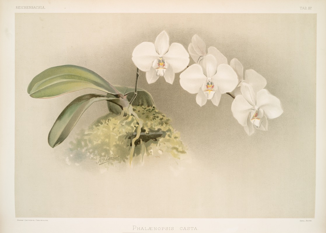 Frederick Sander - Phalænopsis casta.