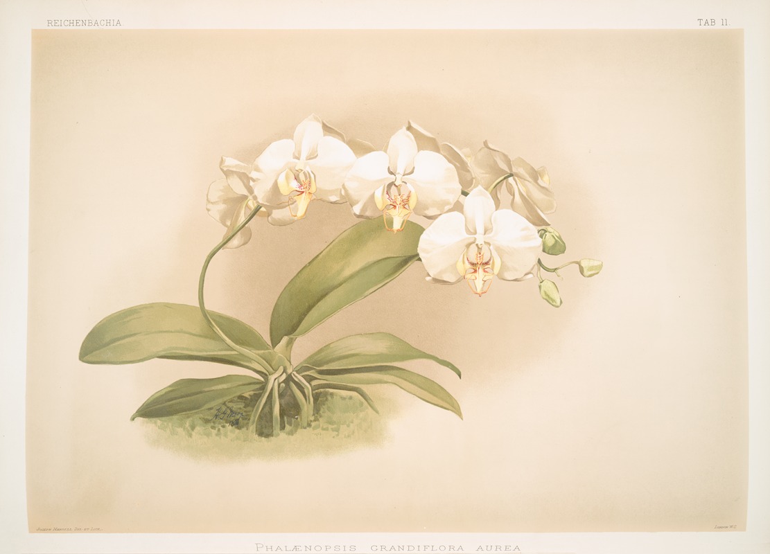 Frederick Sander - Phalaenopsis grandiflora aurea.