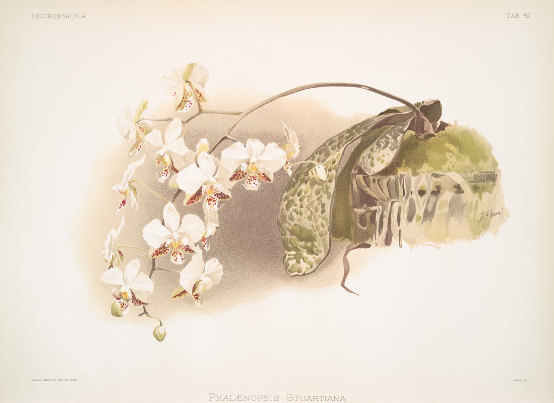 Frederick Sander - Phalaenopsis stuartiana.
