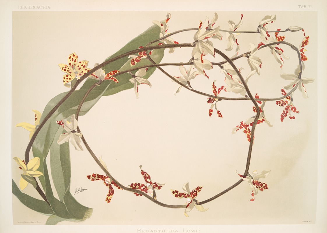 Frederick Sander - Renanthera lowii.