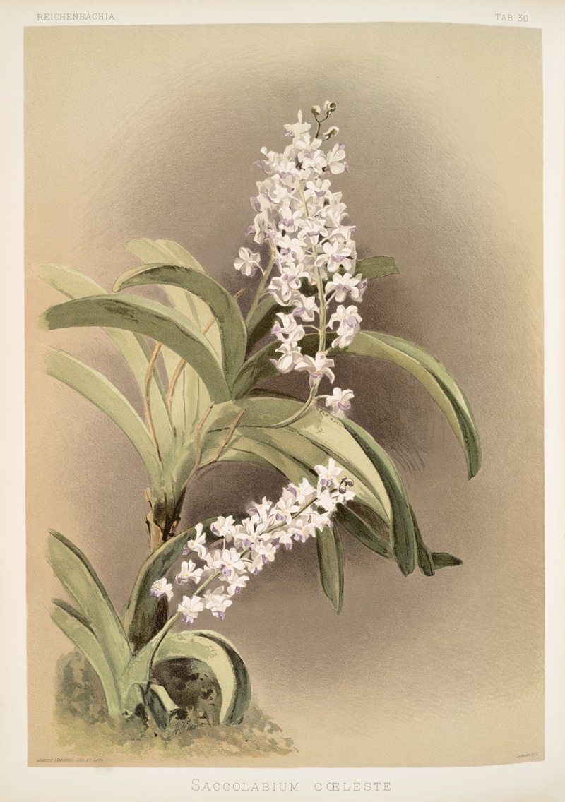 Frederick Sander - Saccolabium cœleste.