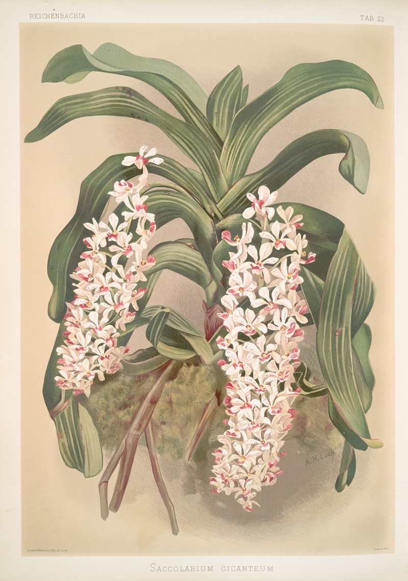 Frederick Sander - Saccolabium giganteum.