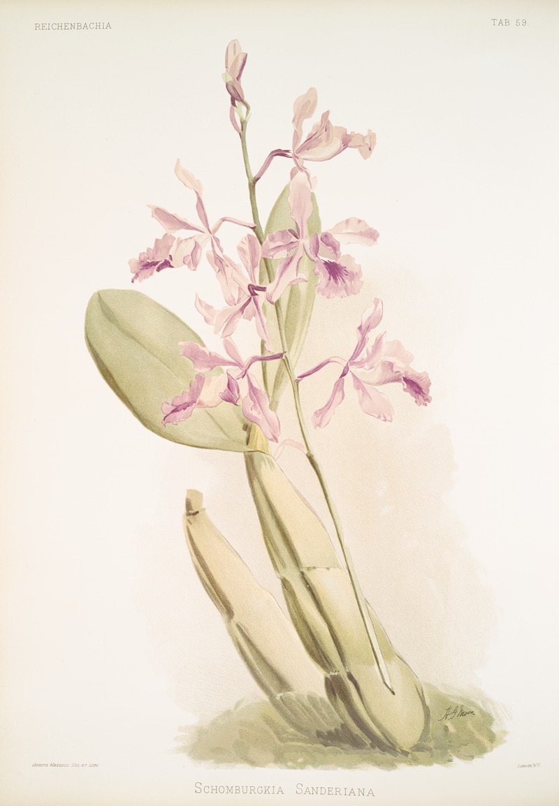 Frederick Sander - Schomburgkia sanderiana.