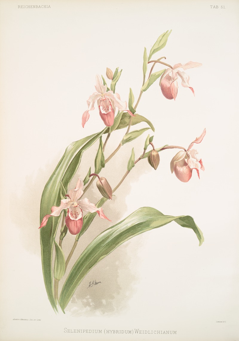 Frederick Sander - Selenipedium (hybridum) weidlichianum.