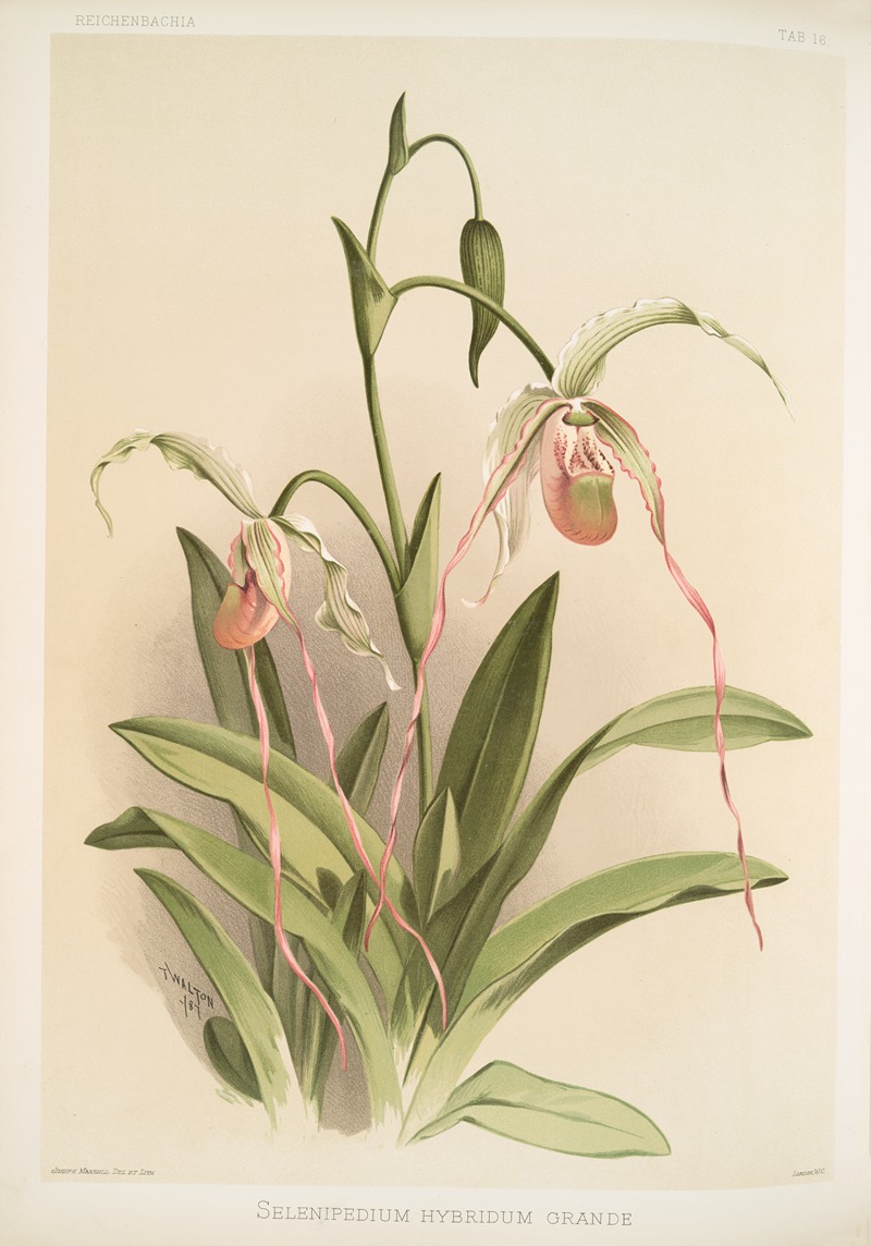 Frederick Sander - Selenipedium hybridum grande.
