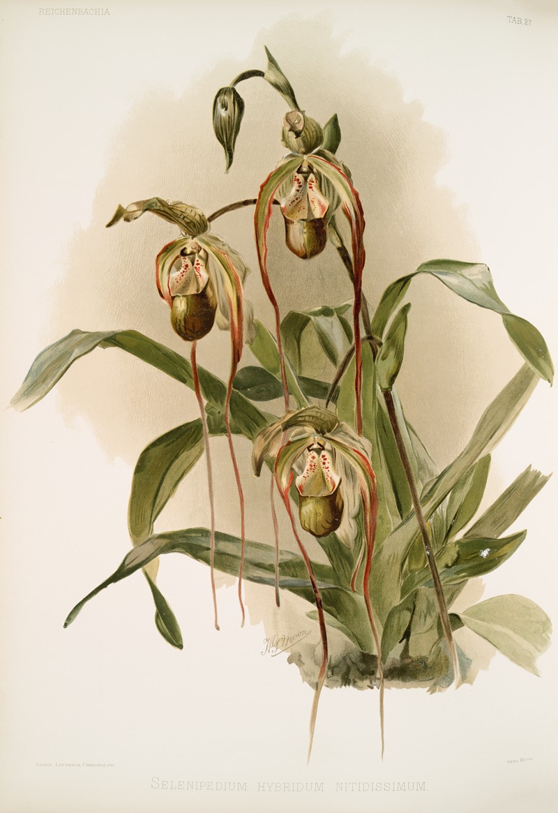 Frederick Sander - Selenipedium hybridum nitidissimum.