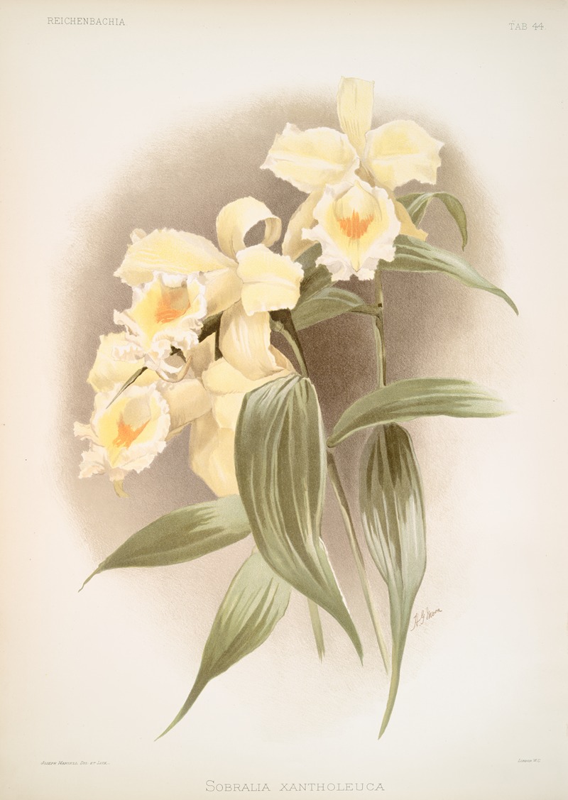 Frederick Sander - Sobralia xantholeuca.