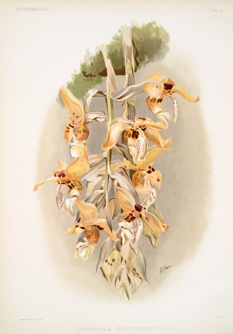 Frederick Sander - Stanhopea shuttleworthii.