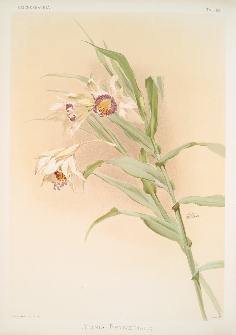 Frederick Sander - Thunia brymeriana.