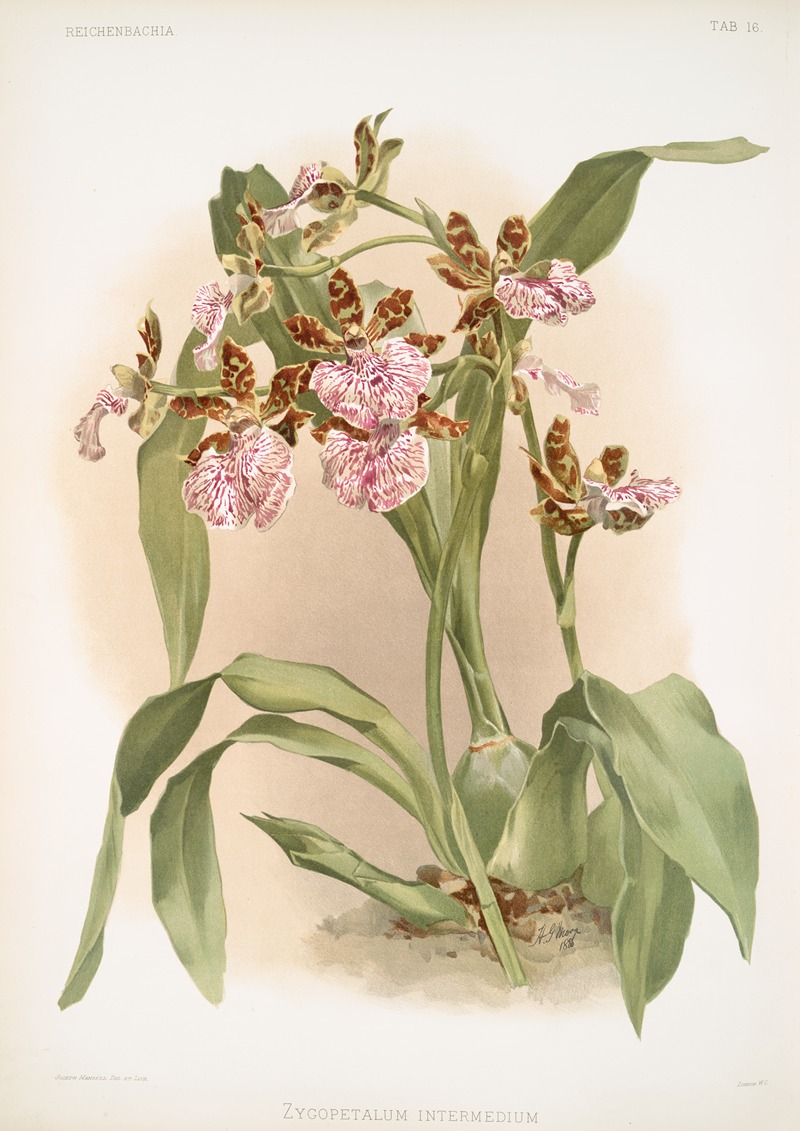 Frederick Sander - Zycopetalum intermedium.