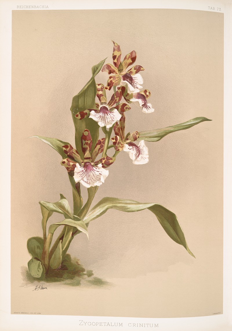 Frederick Sander - Zygopetalum crinitum.