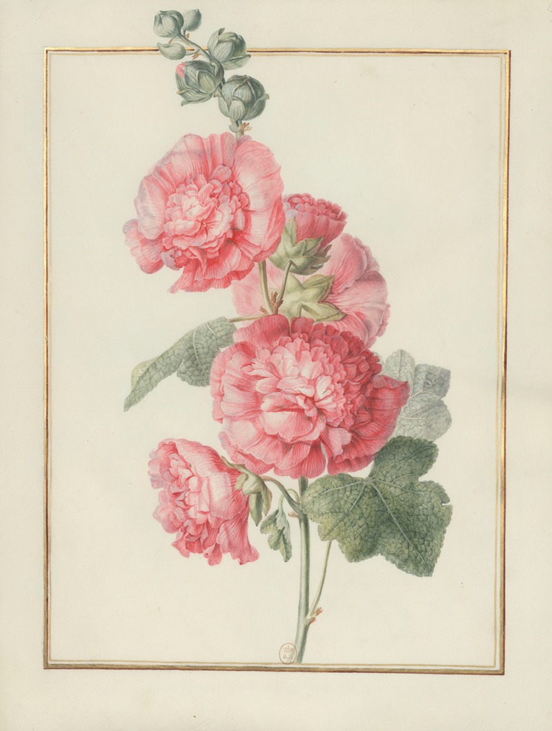 Madeleine-Françoise Basseporte - Collection of flower drawings Pl.02