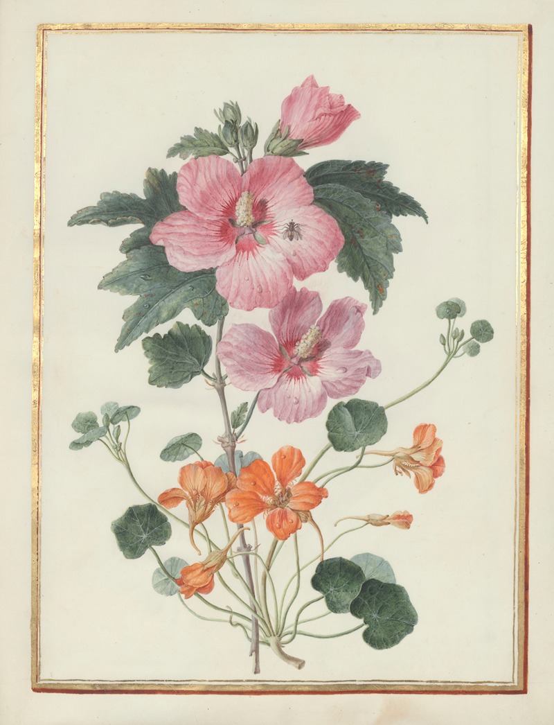 Madeleine-Françoise Basseporte - Collection of flower drawings Pl.04