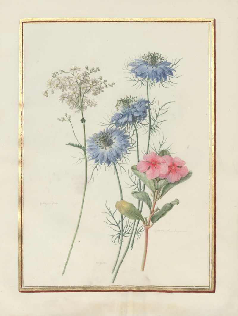 Madeleine-Françoise Basseporte - Collection of flower drawings Pl.05
