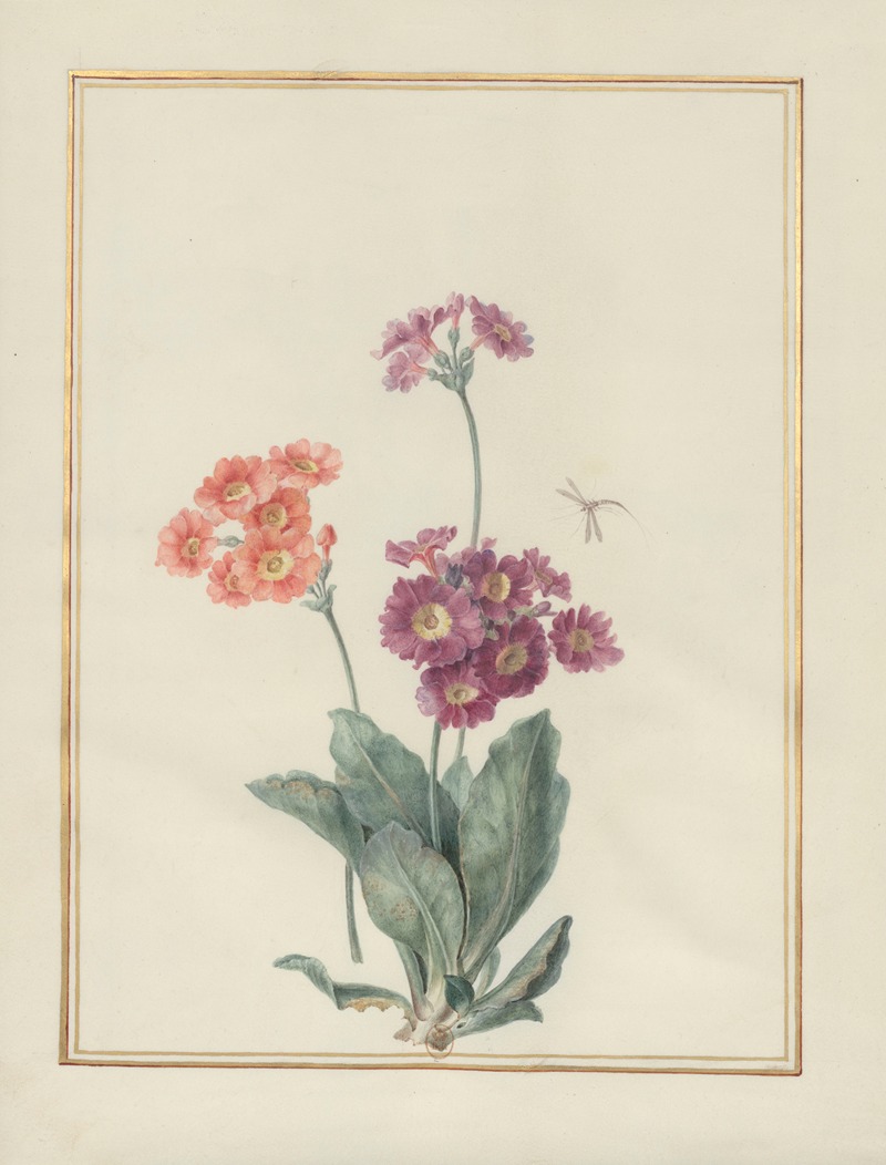Madeleine-Françoise Basseporte - Collection of flower drawings Pl.08