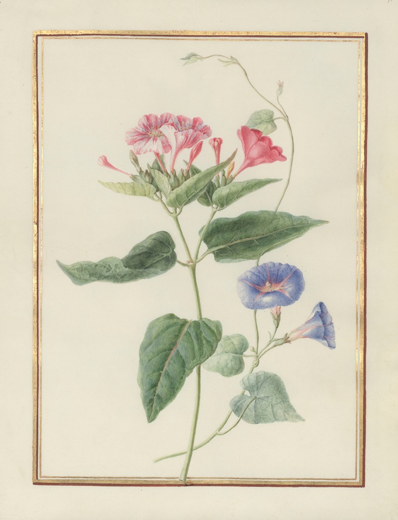 Madeleine-Françoise Basseporte - Collection of flower drawings Pl.11