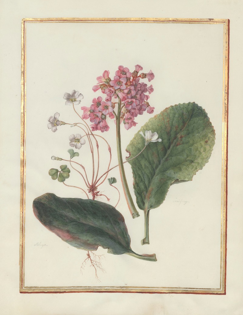 Madeleine-Françoise Basseporte - Collection of flower drawings Pl.13
