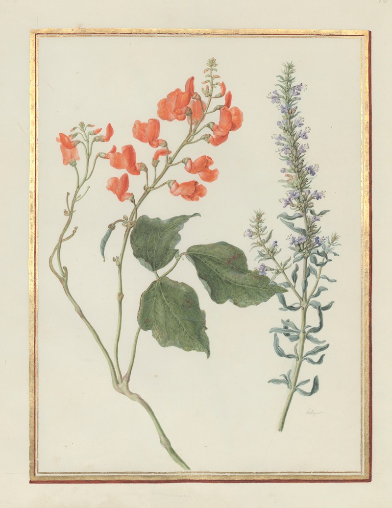 Madeleine-Françoise Basseporte - Collection of flower drawings Pl.16