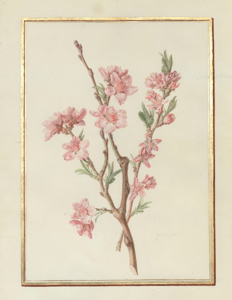 Madeleine-Françoise Basseporte - Collection of flower drawings Pl.17