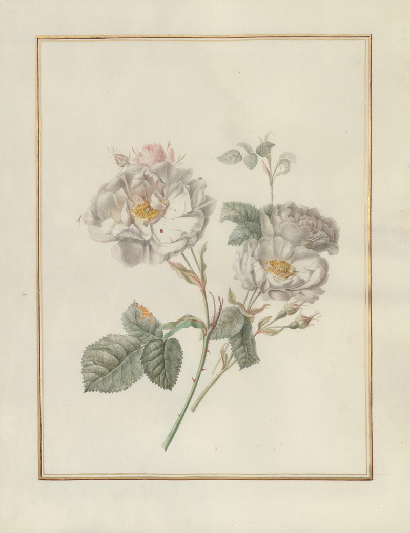 Madeleine-Françoise Basseporte - Collection of flower drawings Pl.20