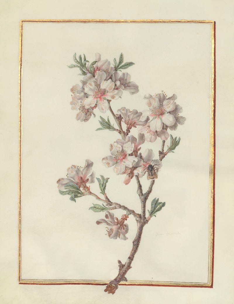 Madeleine-Françoise Basseporte - Collection of flower drawings Pl.21